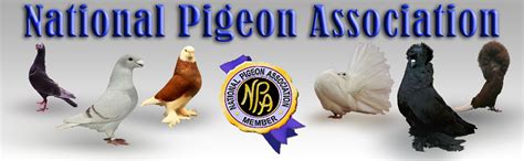 National pigeon association - Membership - Join Online & Buy Rings. NPA Price List. Facebook - Show Results & Notices. Show Calendar 2023/2024. NPA Committee & Contact Details. Rules & Constitution. Junior Fanciers. Pigeons of Today. Notices to Members. 